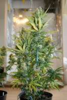 Sensi Seeds Marleys Collie - ein Foto von mrnicex