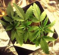 Bild von indica2me (Mexican Sativa)