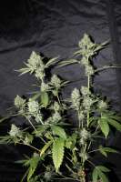 Bild von hempi (Northern Lights Nr5 X Haze)