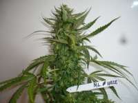 Bild von merlin (Northern Lights Nr5 X Haze)