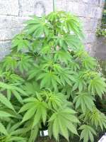 Bild von hemp47 (Ruderalis Indica)