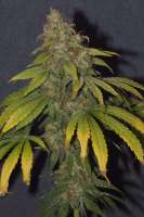 Bild von seramisgrower (Sensi Nr49 CBD)