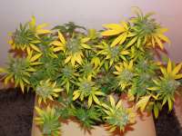 Bild von hemp47 (Shiva Skunk)