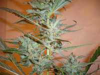 Bild von merlin (Silver Haze Nr9)