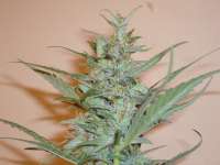 Bild von merlin (Silver Haze Nr9)