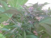 Bild von KiefKingdom (Silver Haze Nr9)