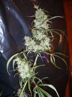 Bild von merlin (Silver Haze Nr9)