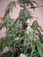 Bild von merlin (Silver Haze Nr9)