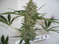 Bild von merlin (Silver Haze Nr9)