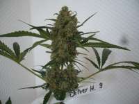 Bild von merlin (Silver Haze Nr9)