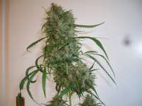 Bild von merlin (Silver Haze Nr9)