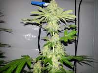 Bild von KushIsGood [Skunk Nr1]