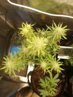 Sensi Seeds Sticky Orange XXL Automatic - ein Foto von Watcheck