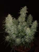 Sensi Seeds Sticky Orange XXL Automatic - ein Foto von Watcheck