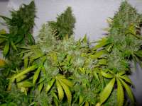 Bild von Weeddoctor (AK47)