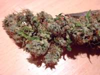 Bild von Weeddoctor [AK47]