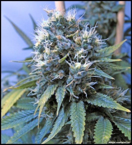 Serious Seeds AK47