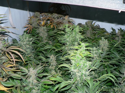 Serious Seeds Chronic