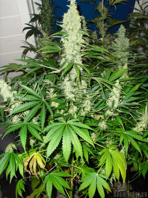 Serious Seeds White Russian