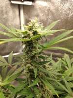 Short Stuff Seedbank Auto Gorilla Shizzle - ein Foto von Probiotic