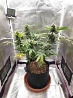 Short Stuff Seedbank Auto Gorilla Shizzle - ein Foto von Probiotic