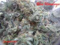 Short Stuff Seedbank Blue Himalaya - ein Foto von Gingerninja