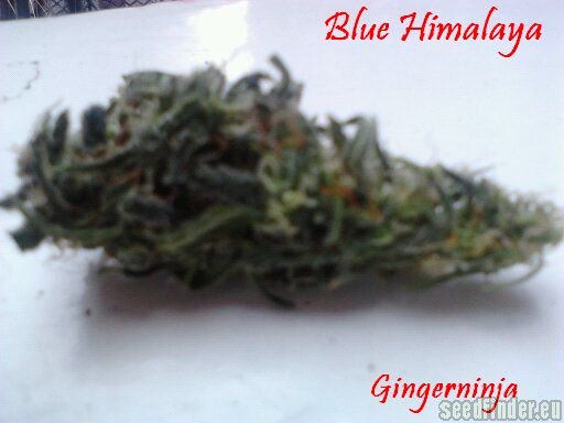 Short Stuff Seedbank Blue Himalaya