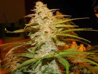 Bild von frankfaux (Himalaya Blue Diesel)