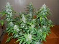 Short Stuff Seedbank Himalaya Blue Diesel - ein Foto von frankfaux