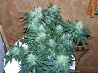 Short Stuff Seedbank Russian Rocket Fuel - ein Foto von DreamOfGreen