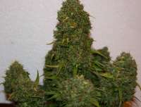 Short Stuff Seedbank Snowryder - ein Foto von McBainWeedman