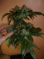 Sin City Seeds Alien Nightmare - ein Foto von Pwyllpomone