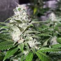 Sin City Seeds Aliens JackD Up - ein Foto von Hashinpassion