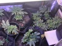 Sin City Seeds Gaslight - ein Foto von juzjane916510420