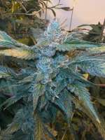 Sin City Seeds Orange Mojito - ein Foto von MrGreenJean