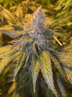 Sin City Seeds Orange Mojito - ein Foto von MrGreenJean