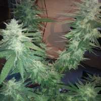 Sin City Seeds PowerNap - ein Foto von OGchema