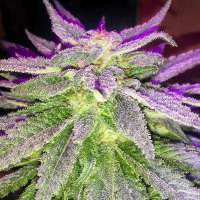 Sin City Seeds PowerNap - ein Foto von OGchema