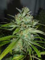 Sin City Seeds TheREM - ein Foto von kagbeni