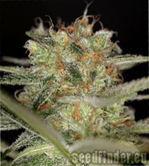 Sin City Seeds TheREM