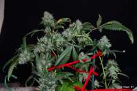 Sin City Seeds TruePower OG - ein Foto von mgpawn