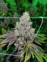 Skunk House Genetics Han Solo Hashplant - ein Foto von SAsince1794