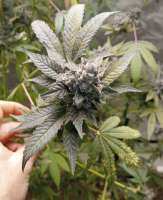 Skunk House Genetics Tickle Burger - ein Foto von 420meowmeowmeow