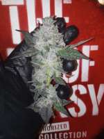 Skunk House Genetics Tickle Burger - ein Foto von 420meowmeowmeow