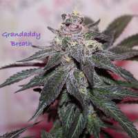 Slanted Farms Seed Company Granddaddy Breath - ein Foto von Slanted