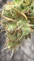 Slanted Farms Seed Company Grandpas Cookies - ein Foto von GreenBloodedmantis