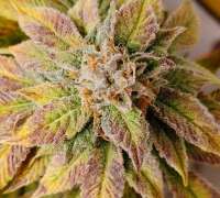 SnowHigh Seeds Thors Hammer - ein Foto von MB276