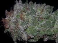 SoCal Seed Collective Black Dawg V2 - ein Foto von madscrapper