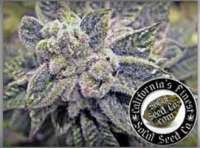 SoCal Seed Collective Purple Suicide - ein Foto von admin