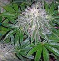 SoCal Seed Collective SoCal White Lightening - ein Foto von webdonkey